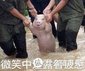 空气炸锅好用吗?黑暗料理师的对比选购经历分享